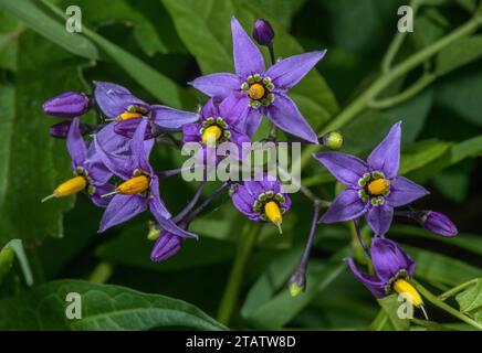 Amaro, Solanum dulcamara, in fiore in hedgerow. Foto Stock