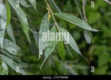 Salice bianco, fogliame Salix alba. Foglie lanceolate Foto Stock