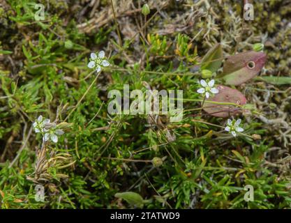 Heath Pearlwort, Sagina subulata, in fiore sulla brughiera umida, New Forest. Foto Stock