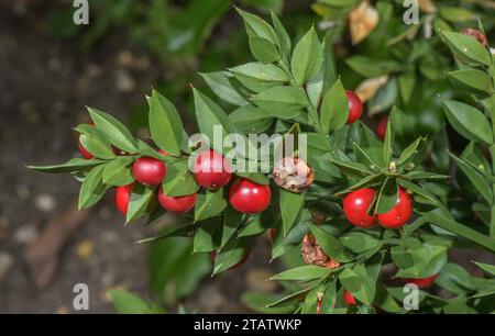 Butcher's Broom, Ruscus aculeatus, con bacche mature in tarda estate. Pianta femminile. Foto Stock