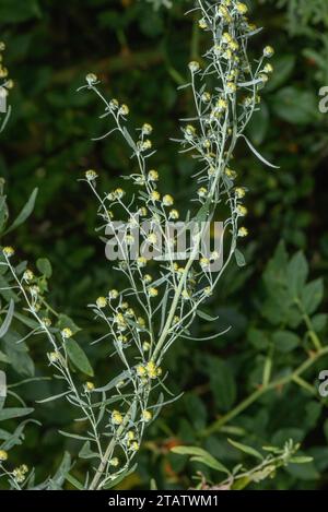 Wormwood, Artemisia absinthium, in fiore. Tarda estate. Foto Stock