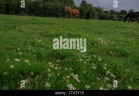 Camomilla, Chamaemelum nobile, che cresce su un prato della New Forest pascolato da pony e pecore, Cadnam e Hants. Foto Stock