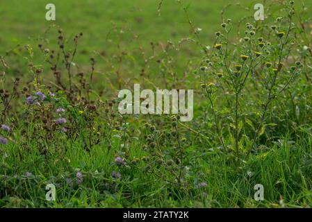 Due rarità della New Forest di Grazed commons: Small Fleabane, Pulicaria vulgaris e Pennyroyal, Mentha pulegium in fiore insieme a Cadnam Common, ha Foto Stock