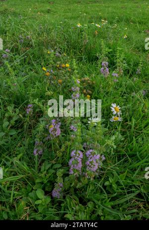 Tre rarità della New Forest, Small Fleabane, Pulicaria vulgaris; Pennyroyal, Mentha pulegium; e Camomilla, Chamaemelum nobile, in cavità umida su un gra Foto Stock