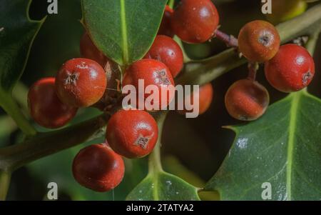 holly comune, Ilex aquifolium, bacche di bosco in tarda estate. Foto Stock