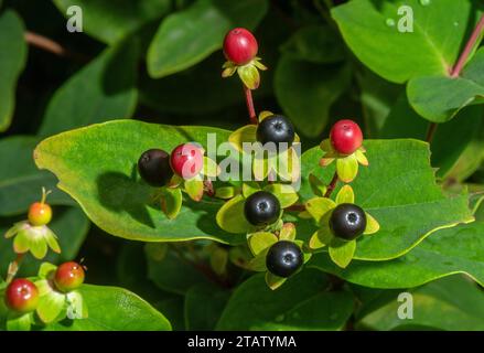 Tutsan, Hypericum androsaemum in frutta. Foto Stock