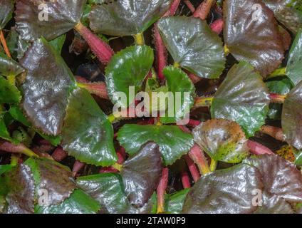 Castagno d'acqua, Trapa natans, rosetta in acque poco profonde, autunno. Foto Stock