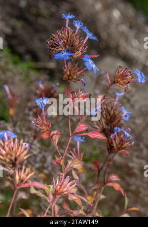 Plumbago cinese, Ceratostigma willmottianum, in fiore in giardino a fine estate. Foto Stock