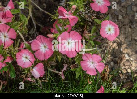 Drummond's phlox, Phlox drummondii in fiore, all'inizio dell'autunno. Foto Stock