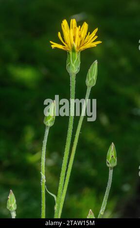 Salatificato spagnolo, Scorzonera hispanica in fiore in giardino. Foto Stock