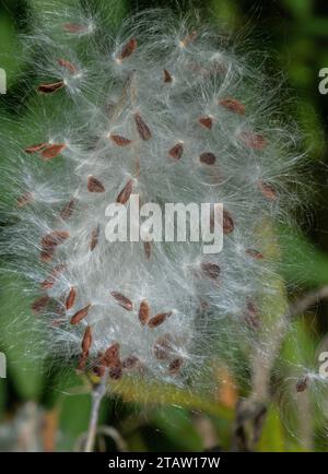 I semi e i frutti di piante infestanti tropicali, Asclepias curassavica, in autunno; dal Sud America. Foto Stock
