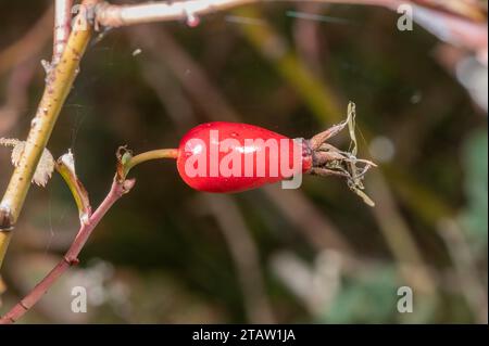 Rosa alpina, rosa pendulina, fianchi in autunno. Foto Stock