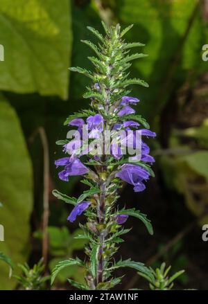 Dragone moldavo, Dracocephalum moldavica, in fiore a fine estate in giardino. Dall'Eurasia e dall'Himalaya, e ampiamente piantato. Foto Stock