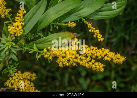 Verga d'oro canadese, Solidago canadensis in fiore in tarda estate. Foto Stock
