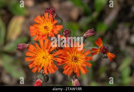 Volpe e cuccioli, Pilosella aurantiacum, in fiore. Alpi. Foto Stock