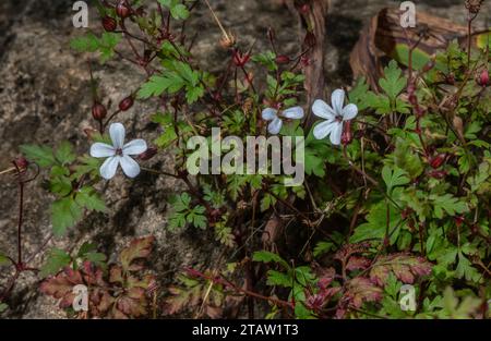 Forma bianca di Herb Robert, Geranium robertianum, in fiore su una sponda rocciosa. Foto Stock