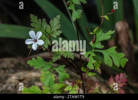 Forma bianca di Herb Robert, Geranium robertianum, in fiore su una sponda rocciosa. Foto Stock