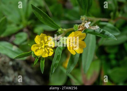 Piccola primula serale, Oenothera perennis, in fiore; dal Nord America orientale Foto Stock