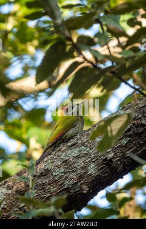 Uccello picchio di Picus chlorolophus, piccolo uccello giallastro arroccato su un ramo in uno sfondo naturale panoramico ai piedi della foresta himalaya uttarakhand india Foto Stock