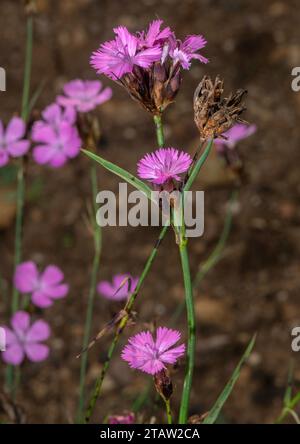 Rosa certosino, Dianthus carthusianorum in fiore nelle Alpi. Foto Stock
