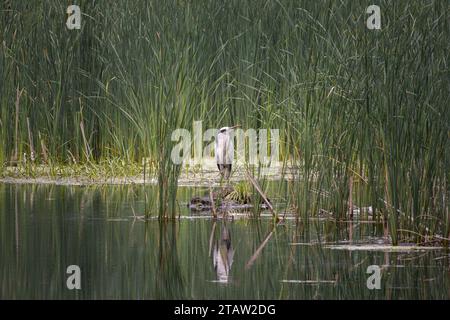 Heron scivola su una palude con vegetazione lussureggiante e acqua calma, Danimarca Foto Stock