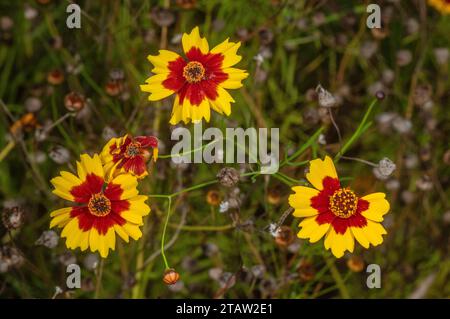 Il seme di tickseed di Dyer, Coreopsis tinctoria, in fiore; dal Nord America orientale, anche se ampiamente naturalizzato. Foto Stock