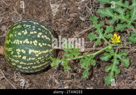 Mela amara, Citrullus colocynthis in fiore e frutta. Dalla zona mediterranea. Foto Stock