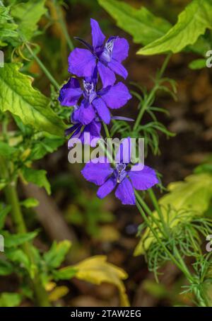 Forchetta larkspur, Consolida regalis, in fiore. Erbacce annuali di campi di mais, ecc., Europa orientale. Foto Stock