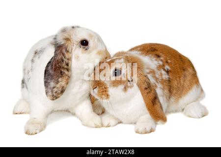 Due dolci conigli sono seduti su uno sfondo bianco Foto Stock