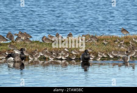 Common redshank, Tringa totanus, and Brent geese, at high tide roost, the Solent, Hampshire. Foto Stock
