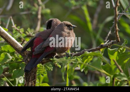 Becco di cera con faccia nera (Brunhilda erythronotos) Foto Stock