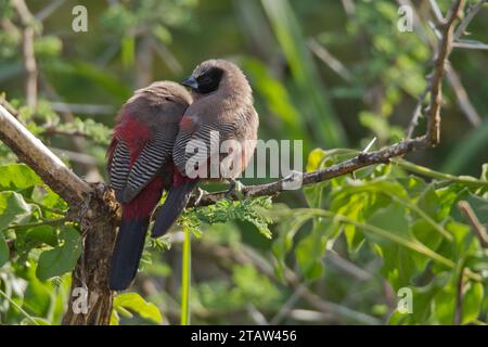 Becco di cera con faccia nera (Brunhilda erythronotos) Foto Stock