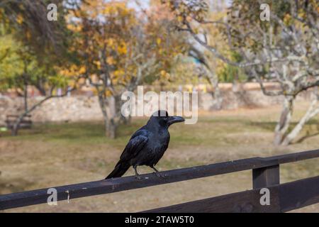 Il corvo è l'uccello nazionale del Bhutan (Corvux Corax), visto a Jakar, Bumthang, Bhutan Foto Stock