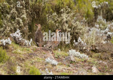 Farro di castagno (Pternistis castaneicollis) Foto Stock