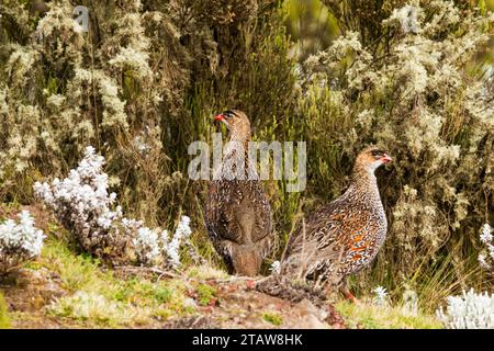 Farro di castagno (Pternistis castaneicollis) Foto Stock