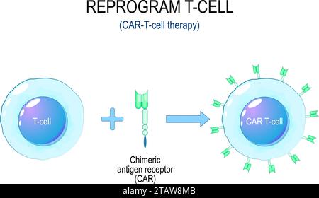 Terapia del cancro CAR-T. Processo di riprogrammazione di una cella T. Immunoterapia di un VEICOLO DEL recettore dell'antigene chimerico. Trattamento del cancro. Ingegneria genetica. Illustrazione Vettoriale