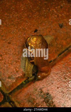 Limax e lumaca insieme a terra, in una splendida giornata piovosa Foto Stock