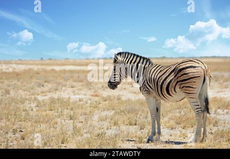 Una zebra solitaria in piedi sulla savana africana aperta, vuota e secca Foto Stock