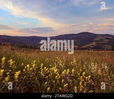 Pittoresco giugno Carpazi montagna campagna prati. Abbondanza di vegetazione e bellissimi fiori selvatici. Foto Stock