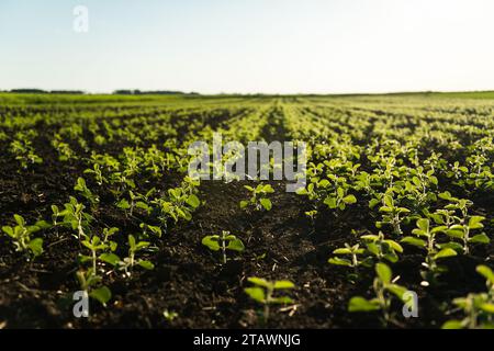 Foglie e germogli giovani di piante di soia durante il periodo di crescita attiva. Campo agricolo di soia al sole estivo. Fila. Messa a fuoco selettiva Foto Stock