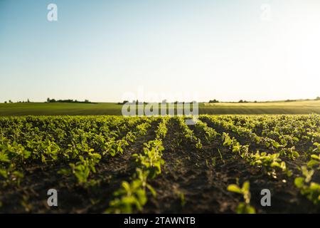 I germogli giovani di una pianta di soia si allungano verso il sole in un campo agricolo. Giovani colture di soia durante il periodo di crescita attiva Foto Stock