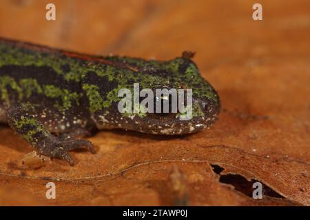 Primo piano dettagliato su un giovane dell’Europan, salamandra marmorizzata portoghese in pericolo, Triturus pygmaeus Foto Stock