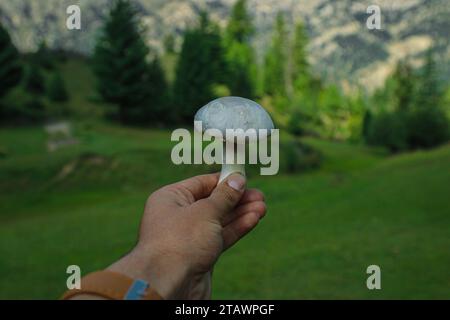 Ripresa ravvicinata di un fungo bianco nella natura e di uno sfondo verde che lo tiene con la mano. Foto Stock