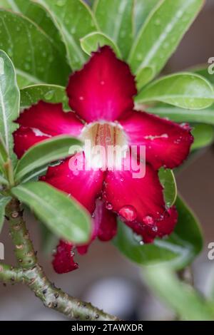 Fiore di frangipani rosso. Fiore di frangipani giapponese Foto Stock