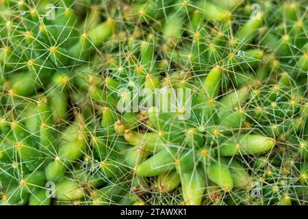 Cactus verde con trama di primo piano con spikes di sfondo Foto Stock