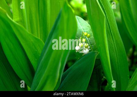 La foto mostra un giglio della pianta della valle con fiori bianchi e foglie verdi lussureggianti. Foto Stock