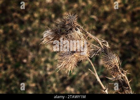 Questa è una foto ravvicinata di una pianta di cardo con fiori secchi e marroni. Lo sfondo è un campo di erba sfocata. L'impianto di cardo è a fuoco e t Foto Stock