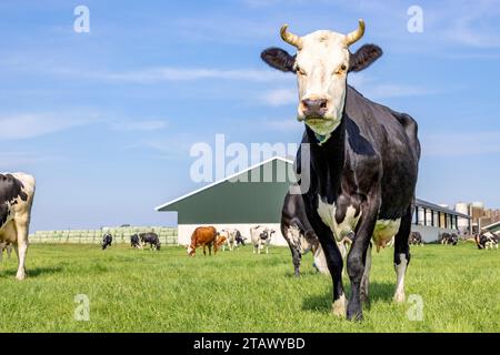 Mucca di fronte a un fienile, bianco e nero, paesaggio vecchio stile con mucche, campagna con prato e cielo blu Foto Stock