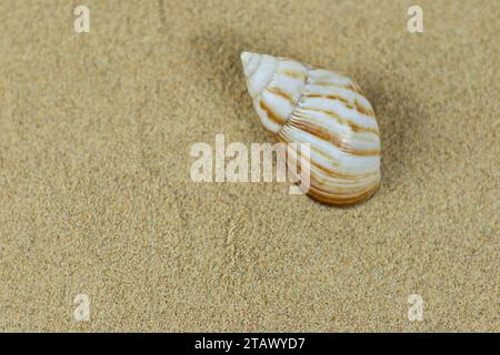 ​​snail guscio di mare sulla sabbia pulita della spiaggia. Primo piano, consistenza di sabbia sulla spiaggia Foto Stock