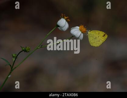 Nakhon Sawan, Thailandia. 3 dicembre 2023. Una farfalla poggia su un fiore di Bidens pilosa nella provincia di Nakhon Sawan, a nord di Bangkok (Credit Image: © Chaiwat Subprasom/SOPA Images via ZUMA Press Wire) SOLO PER USO EDITORIALE! Non per USO commerciale! Foto Stock